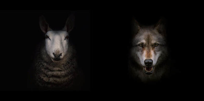 There's a spectrum between being a sheep and being a wolf, and in between the two stands the sheepdog